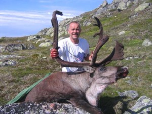 Villrein på Hardangervidda